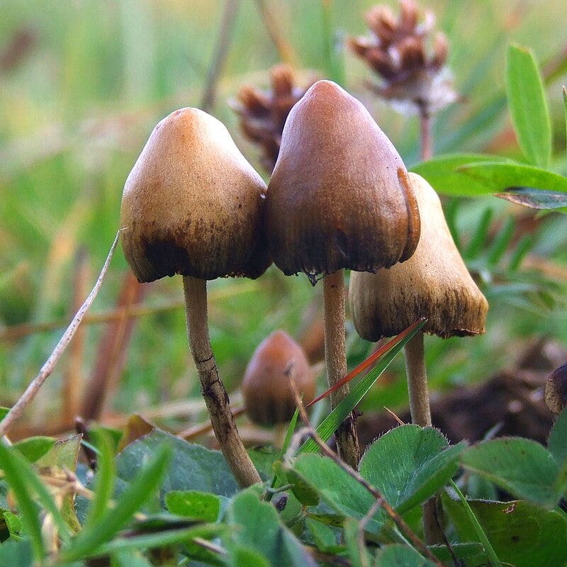 ACT for Psychedelics