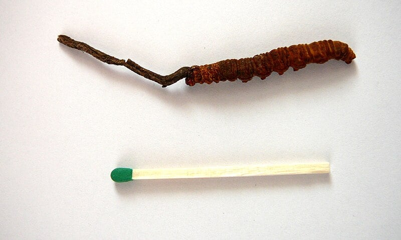 Cordyceps: The Performance Mushroom — Clinical Evidence on Energy, Endurance, and Vitality