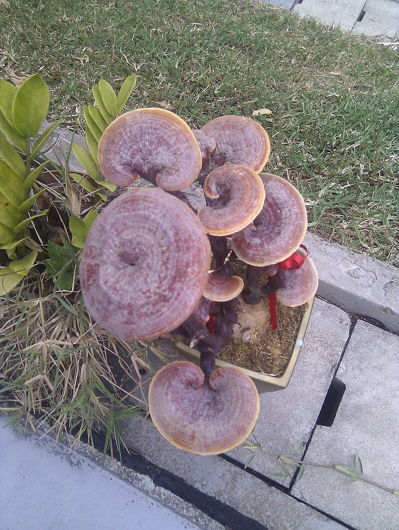 Reishi Mushroom: The Immune Modulator With 2,000 Years of Use — What Clinical Trials Show